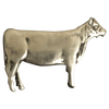 Heifer - Corriente Buckle